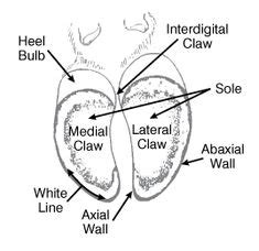 14 Goat Anatomy ideas | anatomy, goats, animal anatomy