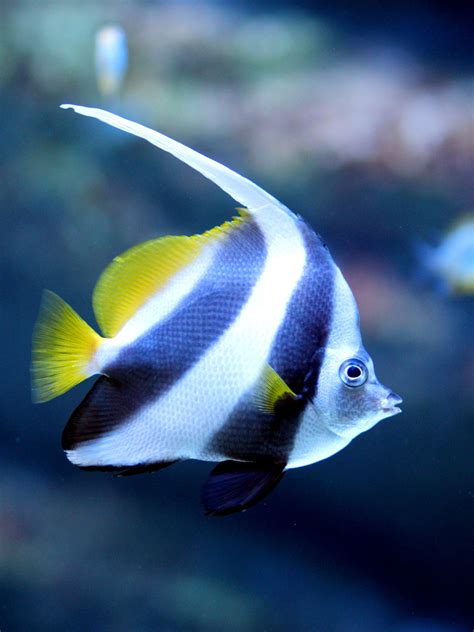 Tropical Fish Identification - Pet Ponder