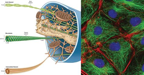 Cytoskeleton- Definition, Structure, Functions and Diagram