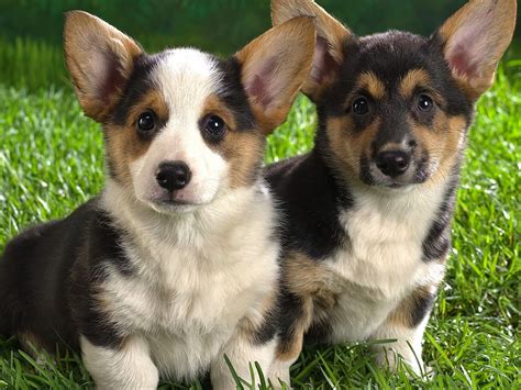 Rules of the Jungle: Corgi puppies