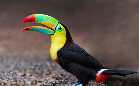 Toucan tropical-exotic-colored-birds-colorful beak-yellow breasts-full ...