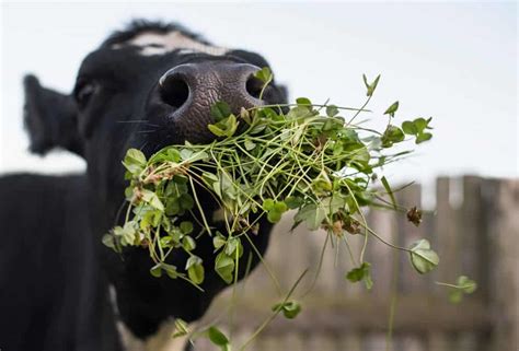 Healthy Treats For Cows - Pet Food Guide