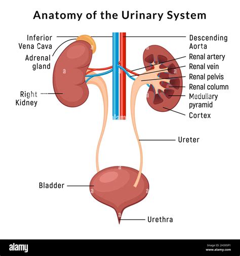 Urinary system anatomy. Incontinence biology infection uti, ureter kidney bladder vector diagram ...