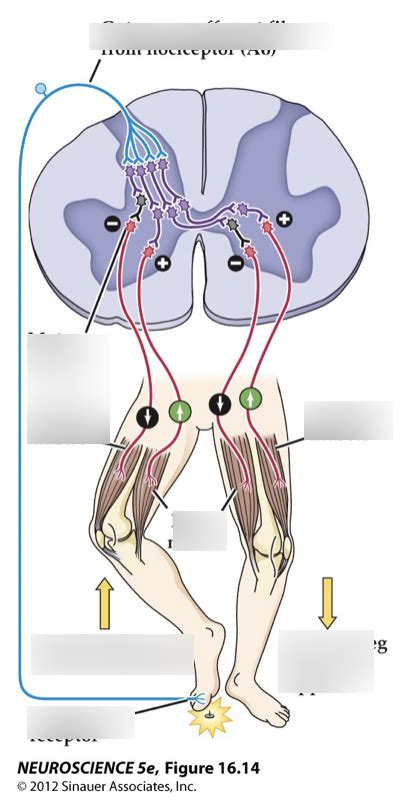 flexion crossed extension reflex Diagram | Quizlet