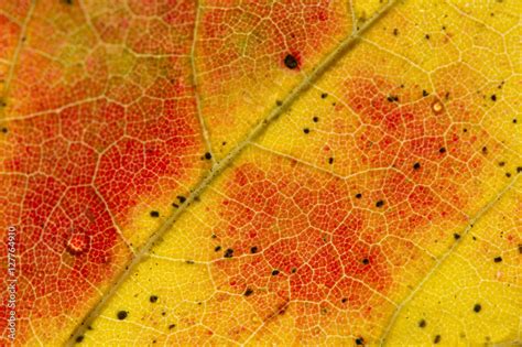 Fall Leaf Close Up 1 Stock Photo | Adobe Stock