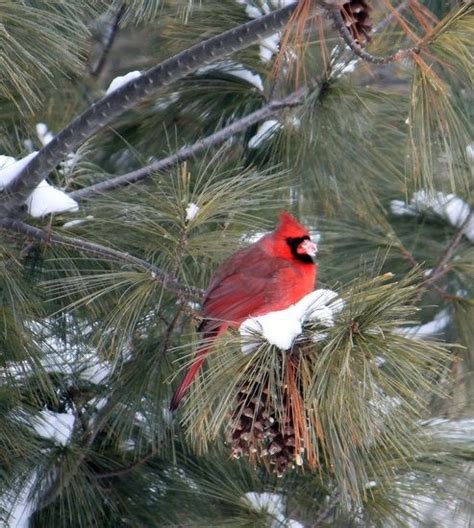 Photo by ellen3309 | Snow animals, Bird tree, Beautiful birds