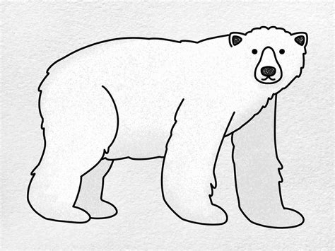 Polar Bear Drawing For Kids