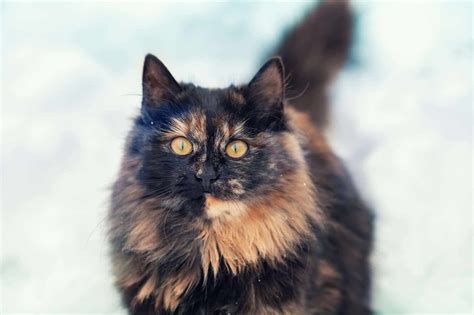 8+ Facts About Tortoiseshell Cats [Personality, History, Health & More]