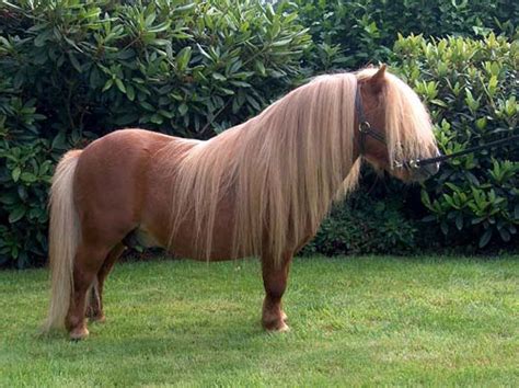 Shetland Pony | pictures and information