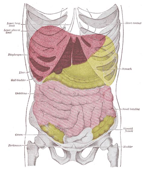 Liver Pain – Pictures, Location, Symptoms, Causes, Treatment and Prevention