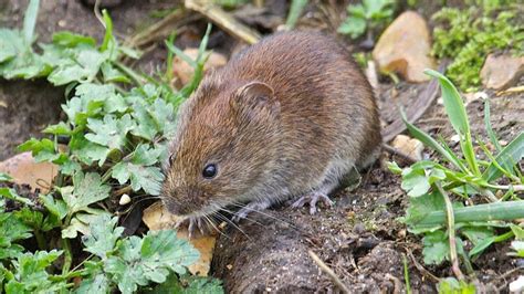 Vole vs Mouse: What is the Difference Between Mice and Voles? - A.N.T. Pest Control