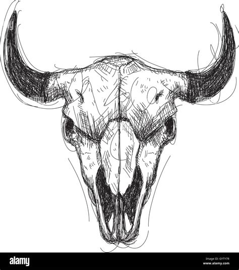 Cow skull cattle hi-res stock photography and images - Alamy