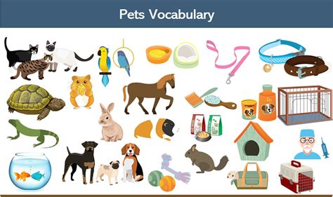 English Pets Vocabulary