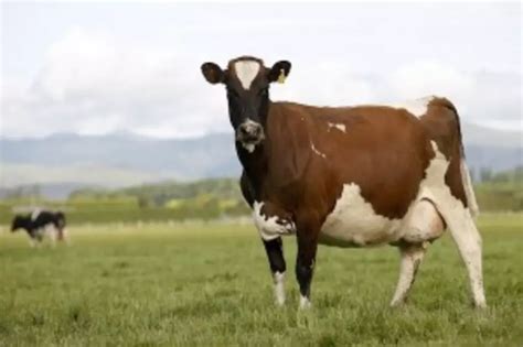 Modified Dairy Cows Produce Human Milk in China