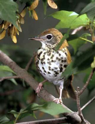 Birds in Focus - Wood Thrush