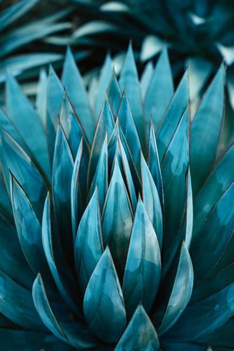 The 12 types of agave and what each brings to the mezcal