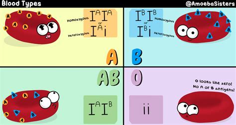 Blood Type Genotypes - Science with The Amoeba Sisters