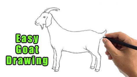 Easy Drawing Of Goat