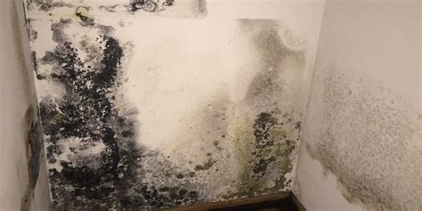 Mold Prevention Tips and Tricks - Mold Removal Illinois & Northwest Indiana