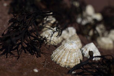 Common Limpet - Facts, Habitat, Diet, Conservation, & More - American Oceans