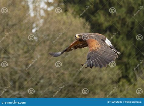 Harris hawk in flight stock photo. Image of feathers - 152954282