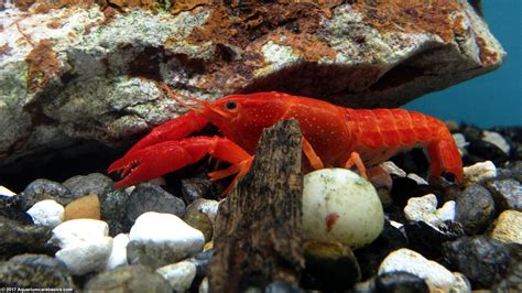 Aquarium Crayfish: Think About A Species Tank - Video