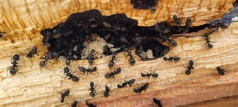 Do Little Black Ants Eat Wood Inside The House Walls? - Permakill Exterminating