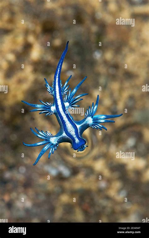 Glaucus Atlanticus