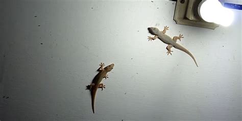 How to get rid of gecko at home - King George Homes