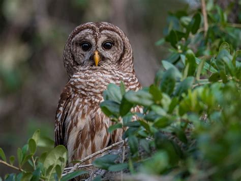 How Big Are Barred Owls? (Wingspan + Size) | Birdfact