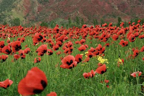 Poppy Flower Field - Stock Photos | Motion Array