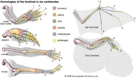 Whale Skeleton Diagram