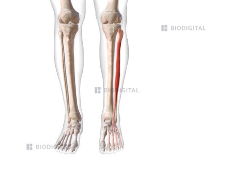 Left extensor digitorum longus | BioDigital Anatomy