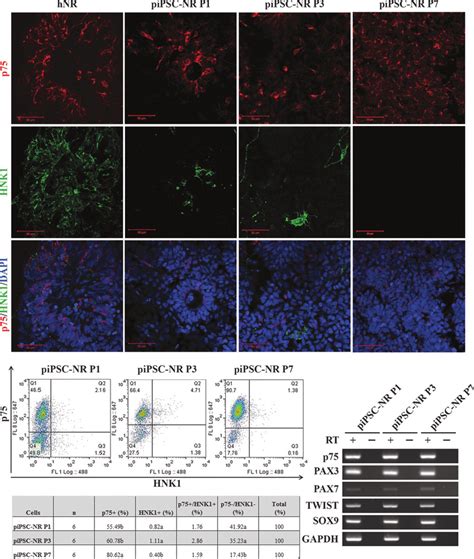 Following NR formation, a subset of cells express neural crest markers ...