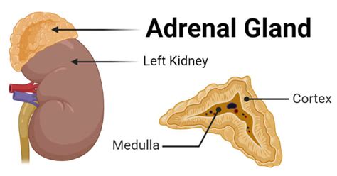 Adrenal Gland Functions Disorders