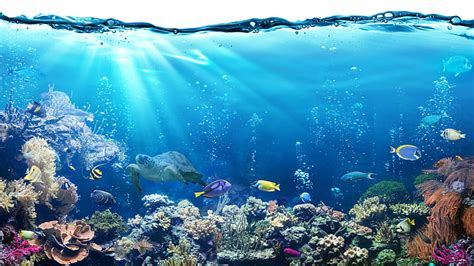 HD wallpaper: Tropical, coral, reef, underwater, Ocean, fishes, underwater world | Wallpaper Flare