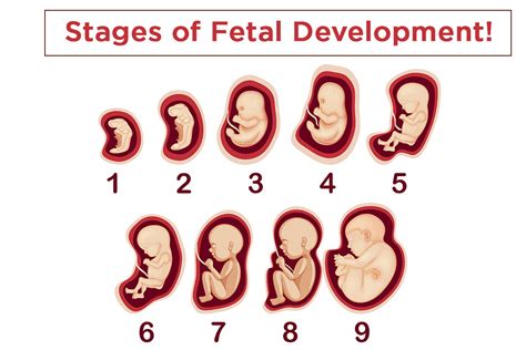 Stages Of Fetal Development