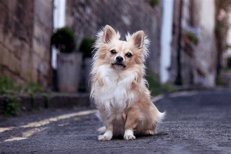 Long Haired Chihuahua Differences, Coat & Breed Facts - Marvelous Dogs