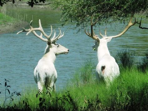 Two Big Albino Bull Elk | Hunting