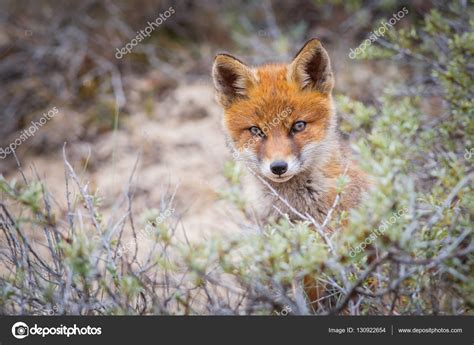 Wild red fox cub Stock Photo by ©pimleijen 130922654