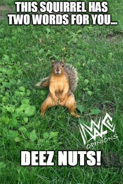 Best Squirrel Memes and Pictures in 2023