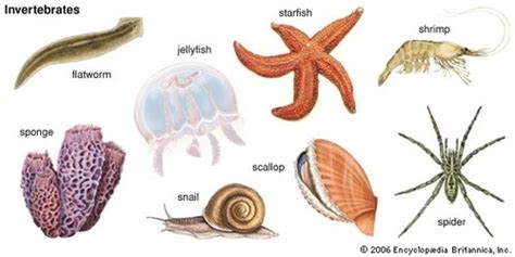 invertebrates Flashcards | Quizlet