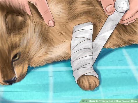 How to Treat a Cat with a Broken Claw: 13 Steps (with Pictures)