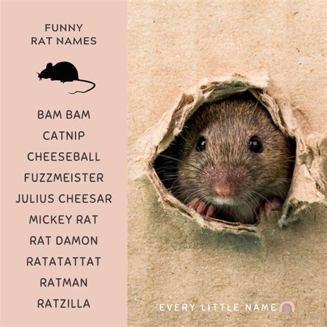 220+ Best Rat Names (Cool, Cute, and Funny) - Every Little Name