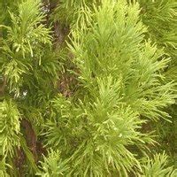 Ornamental Cedar Trees | eHow