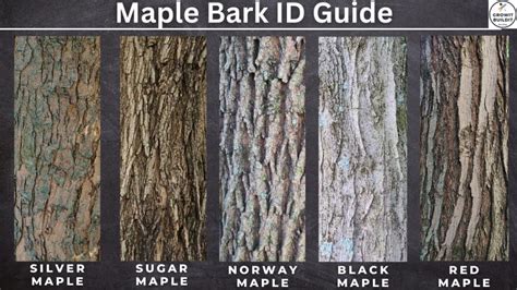 Types of maple tree bark - skinnygolf