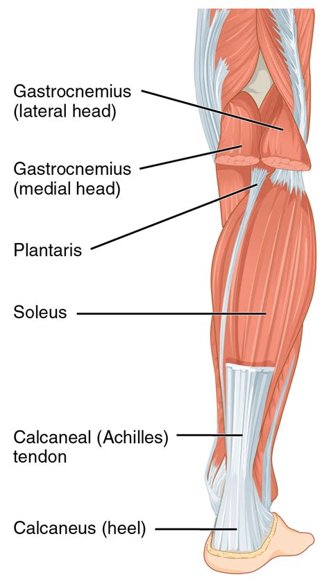 Achilles tendon - Wikipedia