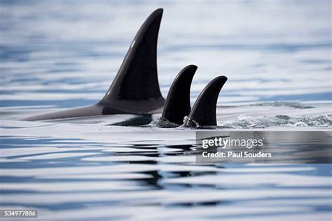 227 Orca Whales Alaska Stock Photos, High-Res Pictures, and Images - Getty Images