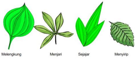 Penggolongan Tumbuhan dan Cara Merawat Tanaman