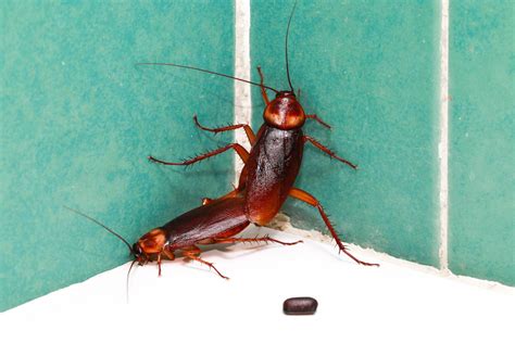 Four Signs That You Have an American Cockroach Infestation - Drive-Bye Pest Exterminators